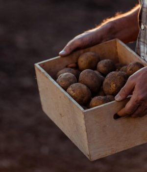 В-Україні-картопля-перед-Новим-роком-почала-дешевшати:-скільки-коштує-популярний-овоч