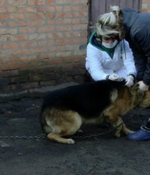 У-селі-на-Волині-вакцинують-домашніх-тварин-через-хворого-на-сказ-собаку