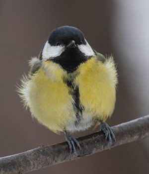 В-Україні-потеплішає-до-+7°:-синоптик-потішив-прогнозом