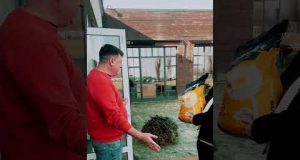🌽 MAS Seeds: насіння, яке не жаліється на погоду! 😎 (ВІДЕО) 🌽 MAS Seeds: насіння, яке не жаліється на погоду! 😎 (ВІДЕО)