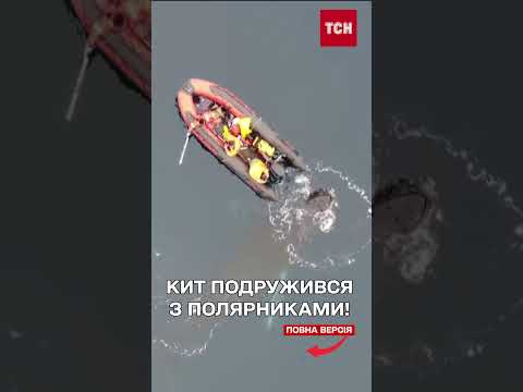 Українські полярники подружилися з грайливим китом! (ВІДЕО) Українські полярники подружилися з грайливим китом! (ВІДЕО)