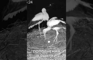 У НИХ ВИЙШЛО! У НАЙВІДОМІШОЇ ЛЕЛЕЧОЇ ПАРИ з’явилось перше ЯЙЦЕ (ВІДЕО) У НИХ ВИЙШЛО! У НАЙВІДОМІШОЇ ЛЕЛЕЧОЇ ПАРИ з’явилось перше ЯЙЦЕ (ВІДЕО)