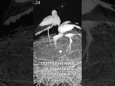 У НИХ ВИЙШЛО! У НАЙВІДОМІШОЇ ЛЕЛЕЧОЇ ПАРИ з’явилось перше ЯЙЦЕ (ВІДЕО) У НИХ ВИЙШЛО! У НАЙВІДОМІШОЇ ЛЕЛЕЧОЇ ПАРИ з’явилось перше ЯЙЦЕ (ВІДЕО)