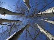 Березовий сік