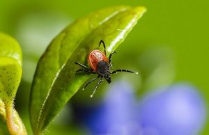 Активізація кліщів: як вберегтися від їхніх укусів? Активізація-кліщів:-як-вберегтися-від-їхніх-укусів?