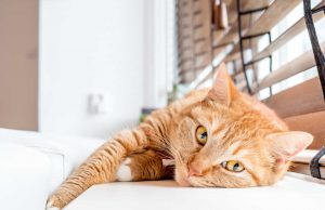 У Нововолинській громаді завершується опалювальний сезон У-Нововолинській-громаді-завершується-опалювальний-сезон