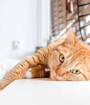 У-Нововолинській-громаді-завершується-опалювальний-сезон У-Нововолинській-громаді-завершується-опалювальний-сезон