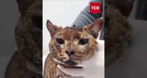 З РОЗТРОЩЕНОЇ квартири в Києві ВРЯТУВАЛИ КОТА (ВІДЕО) З РОЗТРОЩЕНОЇ квартири в Києві ВРЯТУВАЛИ КОТА (ВІДЕО)