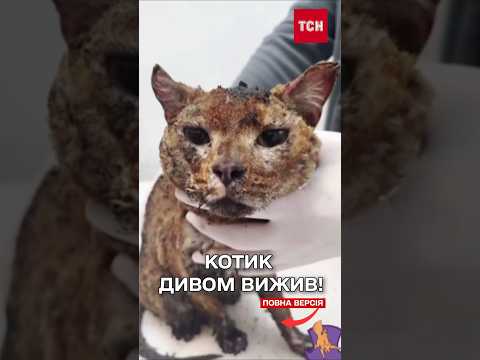З РОЗТРОЩЕНОЇ квартири в Києві ВРЯТУВАЛИ КОТА (ВІДЕО) З РОЗТРОЩЕНОЇ квартири в Києві ВРЯТУВАЛИ КОТА (ВІДЕО)