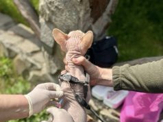 У Нововолинську вакцинували ще 65 домашніх тварин проти сказу У-Нововолинську-вакцинували-ще-65-домашніх-тварин-проти-сказу