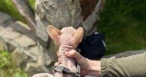 У Нововолинську вакцинували ще 65 домашніх тварин проти сказу У-Нововолинську-вакцинували-ще-65-домашніх-тварин-проти-сказу