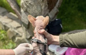 У Нововолинську вакцинували ще 65 домашніх тварин проти сказу У-Нововолинську-вакцинували-ще-65-домашніх-тварин-проти-сказу