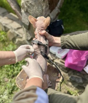 У-Нововолинську-вакцинували-ще-65-домашніх-тварин-проти-сказу