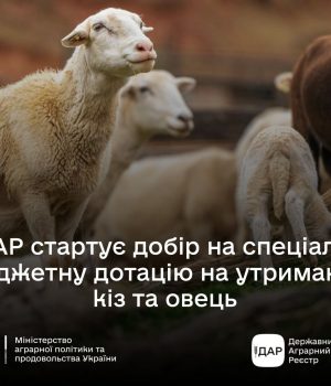 Дотації-на-кіз-і-овець:-аграрії-можуть-подавати-заявки-через-ДАР Дотації-на-кіз-і-овець:-аграрії-можуть-подавати-заявки-через-ДАР
