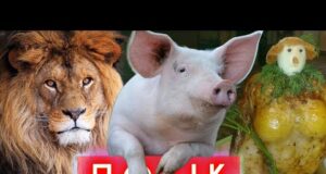 Крадіжка традиційних цінностей, помста лева, нашестя свиней, весільні тури до КНДР | ПОТІК (ВІДЕО) Крадіжка традиційних цінностей, помста лева, нашестя свиней, весільні тури до КНДР | ПОТІК (ВІДЕО)