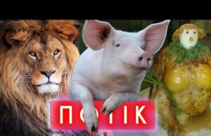 Крадіжка традиційних цінностей, помста лева, нашестя свиней, весільні тури до КНДР | ПОТІК (ВІДЕО) Крадіжка традиційних цінностей, помста лева, нашестя свиней, весільні тури до КНДР | ПОТІК (ВІДЕО)