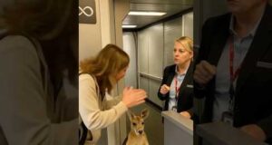 Кенгуру не пустили на літак?! На які фейки ми ведемося у інтернеті (ВІДЕО) Кенгуру не пустили на літак?! На які фейки ми ведемося у інтернеті (ВІДЕО)