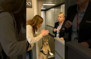 Кенгуру не пустили на літак?! На які фейки ми ведемося у інтернеті (ВІДЕО) Кенгуру не пустили на літак?! На які фейки ми ведемося у інтернеті (ВІДЕО)