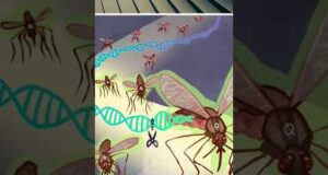 Комарі з біолабораторій США ІСНУЮТЬ (ВІДЕО) Комарі з біолабораторій США ІСНУЮТЬ (ВІДЕО)