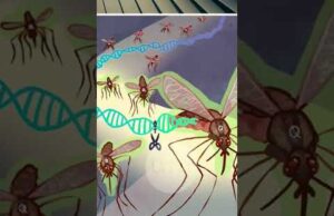 Комарі з біолабораторій США ІСНУЮТЬ (ВІДЕО) Комарі з біолабораторій США ІСНУЮТЬ (ВІДЕО)