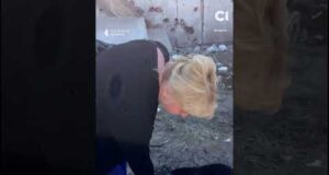 Собака очікує на господаря, який загинув через атаку РФ (ВІДЕО) Собака очікує на господаря, який загинув через атаку РФ (ВІДЕО)