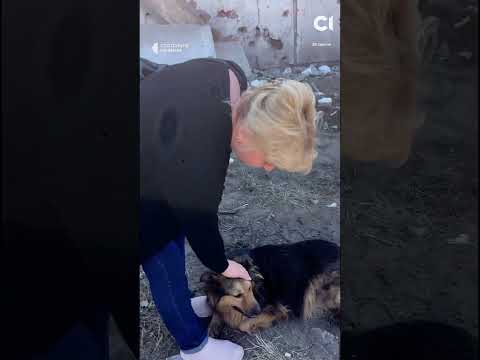 Собака очікує на господаря, який загинув через атаку РФ (ВІДЕО) Собака очікує на господаря, який загинув через атаку РФ (ВІДЕО)