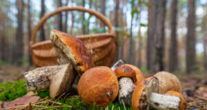 Як не отруїтися грибами: рекомендації медиків Як-не-отруїтися-грибами:-рекомендації-медиків