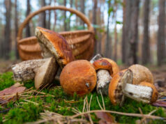 Як не отруїтися грибами: рекомендації медиків Як-не-отруїтися-грибами:-рекомендації-медиків