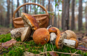 Як не отруїтися грибами: рекомендації медиків Як-не-отруїтися-грибами:-рекомендації-медиків