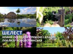 Новий осередок спокою: як маєток «Шелест» змінює уявлення про відпочинок поблизу Нововолинська (ВІДЕО) Новий осередок спокою: як маєток «Шелест» змінює уявлення про відпочинок поблизу Нововолинська (ВІДЕО)