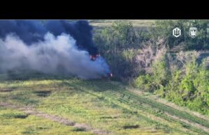 Пташині будні- хробачі гойдалки. (ВІДЕО) Пташині будні- хробачі гойдалки. (ВІДЕО)