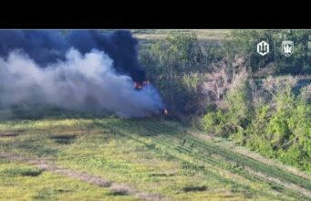Пташині будні- хробачі гойдалки. (ВІДЕО) Пташині будні- хробачі гойдалки. (ВІДЕО)