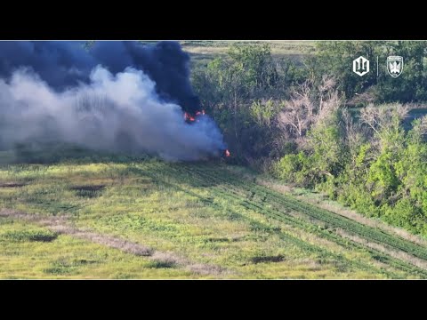 Пташині будні- хробачі гойдалки. (ВІДЕО)