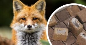 Профілактика сказу: у Володимирському районі проведуть вакцинацію диких тварин Профілактика-сказу:-у-Володимирському-районі-проведуть-вакцинацію-диких-тварин