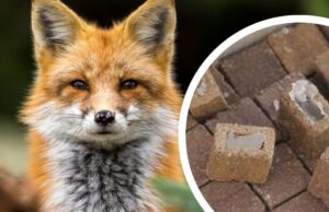 Профілактика сказу: у Володимирському районі проведуть вакцинацію диких тварин Профілактика-сказу:-у-Володимирському-районі-проведуть-вакцинацію-диких-тварин