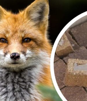 Профілактика-сказу:-у-Володимирському-районі-проведуть-вакцинацію-диких-тварин Профілактика-сказу:-у-Володимирському-районі-проведуть-вакцинацію-диких-тварин