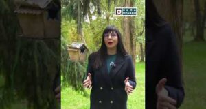 Таємниці лісового будиночка. Анонс (ВІДЕО) Таємниці лісового будиночка. Анонс (ВІДЕО)