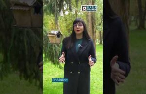 Таємниці лісового будиночка. Анонс (ВІДЕО) Таємниці лісового будиночка. Анонс (ВІДЕО)