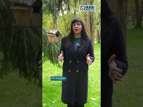 Таємниці лісового будиночка. Анонс (ВІДЕО)