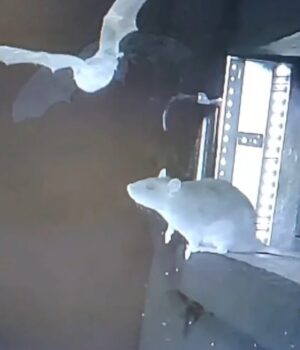 Учені-зафільмували,-як-щури-полюють-на-кажанів.-До-чого-це-може-призвести? Учені-зафільмували,-як-щури-полюють-на-кажанів.-До-чого-це-може-призвести?