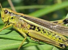 Недопущення масового розвитку та поширення саранових в наступному році Недопущення-масового-розвитку-та-поширення-саранових в-наступному-році