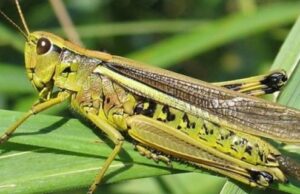 Недопущення масового розвитку та поширення саранових в наступному році Недопущення-масового-розвитку-та-поширення-саранових в-наступному-році