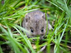 Запобігання поширення мишоподібних гризунів Запобігання-поширення-мишоподібних-гризунів
