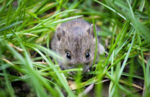 Запобігання поширення мишоподібних гризунів Запобігання-поширення-мишоподібних-гризунів