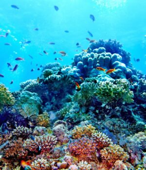 Учені-відрили-“підводну-Амазонку”,-яка-протікає-через-шість-країн