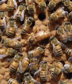 Чому-колонія-бджіл-може-повстати-проти-своєї-королеви:-вчені-назвали-причину