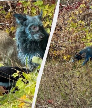 В-районі-Чорнобиля-зафіксували-синіх-собак:-дослідники-припустили,-що-сталося