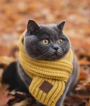 Листопад-знову-принесе-аномальну-погоду-в-Україну:-синоптик-дав-прогноз-на-місяць Листопад-знову-принесе-аномальну-погоду-в-Україну:-синоптик-дав-прогноз-на-місяць