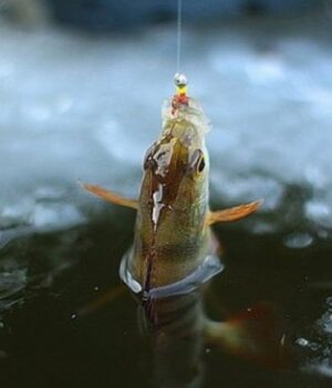 Зміни-з-1-листопада:-вилов-риби-на-зимувальних-ямах-Волині-буде-заборонено Зміни-з-1-листопада:-вилов-риби-на-зимувальних-ямах-Волині-буде-заборонено