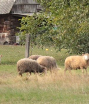 Скільки-коштують-кози-та-вівці-на-Волині:-огляд-цін